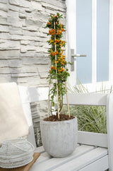 3x - Pyracantha 'Orange Glow' - ↨65cm - Ø15
