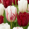 15x Tulipa Dutch Design - Tulp Dutch Design - Roze en Wit - Voorjaarsbloeier - Bolmaat 11/12