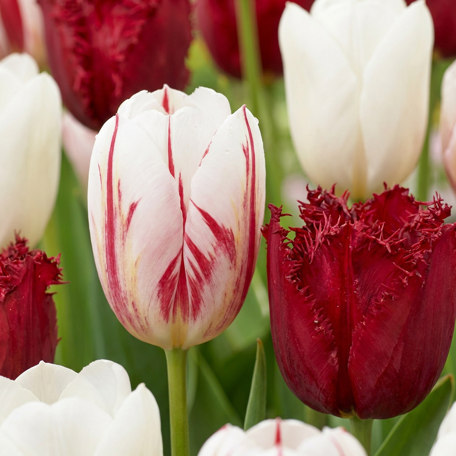 Tulpenbollen Dutch Design — roze en wit, 15 stuks (bolmaat 11/12)