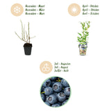 Green boutiQ - Fruitplanten - Blauwe Bes - Vaccinium corymbossum Northland - Winterhard - 3 Planten -Pot 9 cm - Blauwe Bes