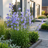 Green boutiQ - Vasteplant - Campanula persicifolia - Perzikbladklokje - Bijen en Vlinderlokkers - Blauw - 1 Plant - Pot 11cm - Hoogte 15-25cm