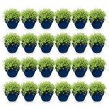Green boutiQ - Vasteplant - Thymus praecox Albiflorus - Witte kruiptijm - Geurend - Wit - 24 Planten - Pot 11cm - Hoogte 15-25cm