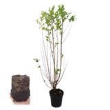 Palletdeal Haagplanten:50 Ligustrum Ovalifolium ↕ 60-80 - Ø 19cm | Mini Pallet