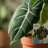 Green boutiQ - Kamerplant - Olifantsoor - Alocasia Frydek - Groen - Weinig onderhoud - 1 Plant - Pot 19cm - Hoogte 60cm
