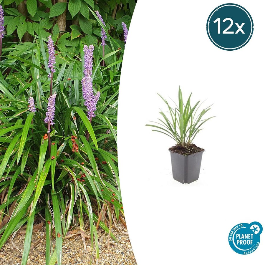 Liriope muscari 'Ingwersen' – 12 planten · pot Ø9 cm · 10-25 cm hoog