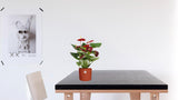 Anthurium Calon In Transparant Sleeve - Ø12cm - ↕36cm