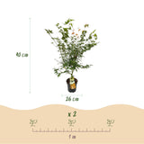 Green boutiQ - Tuinplant - Acer palmatum Katsura - Japanse Esdoorn - Bladverliezend - Groen - 1 - Pot 26cm - Hoogte 90cm