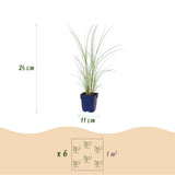 Green boutiQ - Grassen - Miscanthus sin. Morning Light - Pampusgras - Met Pluim - Zilver - 6 Planten - Pot 11cm - Hoogte 15-25cm