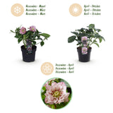 Green boutiQ - Tuinplant - Lenten Rose - Helleborus orientalis Double Tricolour - Roze - Rode - Witte Bloem -3 Planten - Groenblijvend - Pot 14cm Hoogte 35cm