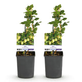 Green boutiQ - Fruitplant - Kruisbes - Ribes uva-crispa Invicta - Groene Bes - 2 planten -Pot 11cm Hoogte 40cm
