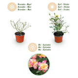 Green boutiQ - Tuin Roos - Rosa Tricolor Fairy - Roos - Winterhard - Geel-Roze - 1 Plant - Pot 12cm - Hoogte Hoogte 20-25cm