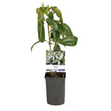 Green boutiQ - Klimplant - Clematis armandii - Bloem Wit - Groenblijvend - Weinig onderhoud - 1 plant Pot 11cm Hoogte 40cm