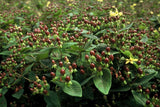 48x Hypericum inodorum - ↕10-25cm - Ø9cm