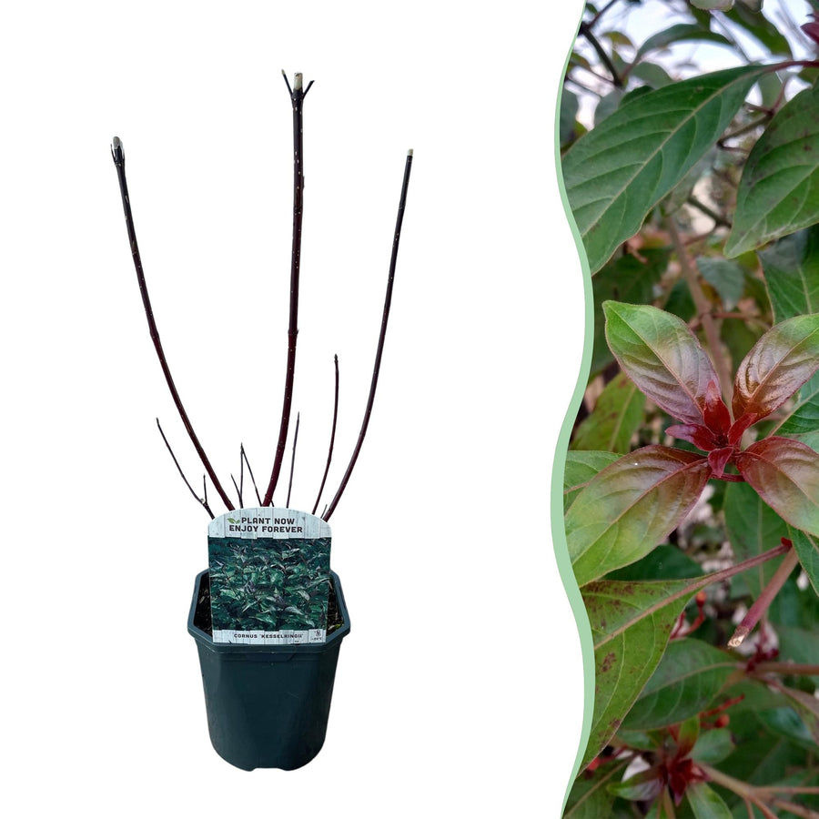 Cornus alba Kesselringii – 45 cm hoog