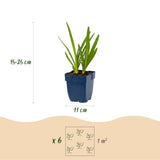 Green boutiQ - Vasteplant - Agapanthus africanus - Afrikaanse Lelie - Bijen en Vlinderlokkers - Blauw - 3 Planten - Pot 11cm - Hoogte 15-25cm