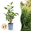 Green boutiQ - 8x Prunus lusitanica Angustifolia - Portugese Laurier - Haagplanten - Groenblijvend - Groen - Pot 9cm - Hoogte 25-35cm