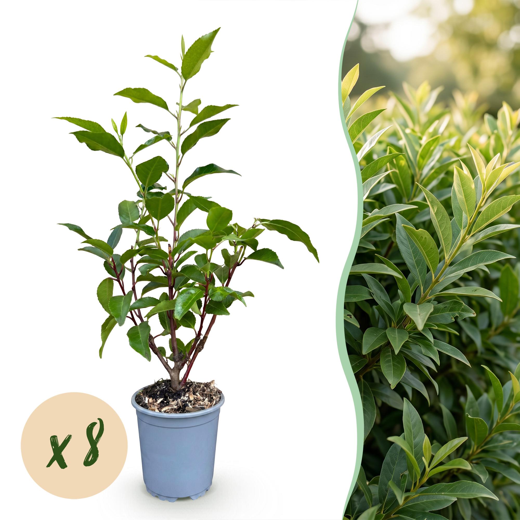 Green boutiQ - 8x Prunus lusitanica Angustifolia - Portugese Laurier - Haagplanten - Groenblijvend - Groen - Pot 9cm - Hoogte 25-35cm