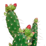 Opuntia quitensis 12 cm
