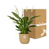 Spathiphyllum 12 Cm Torelliin ELHO Vibes Fold 14cm geel