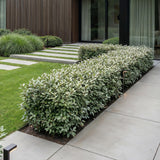 Green boutiQ - 40x Eleagnus ebbingei Compacta - Olijfwilg - Haagplanten - Groenblijvend - Grijs - Pot 9cm - Hoogte 25-35cm