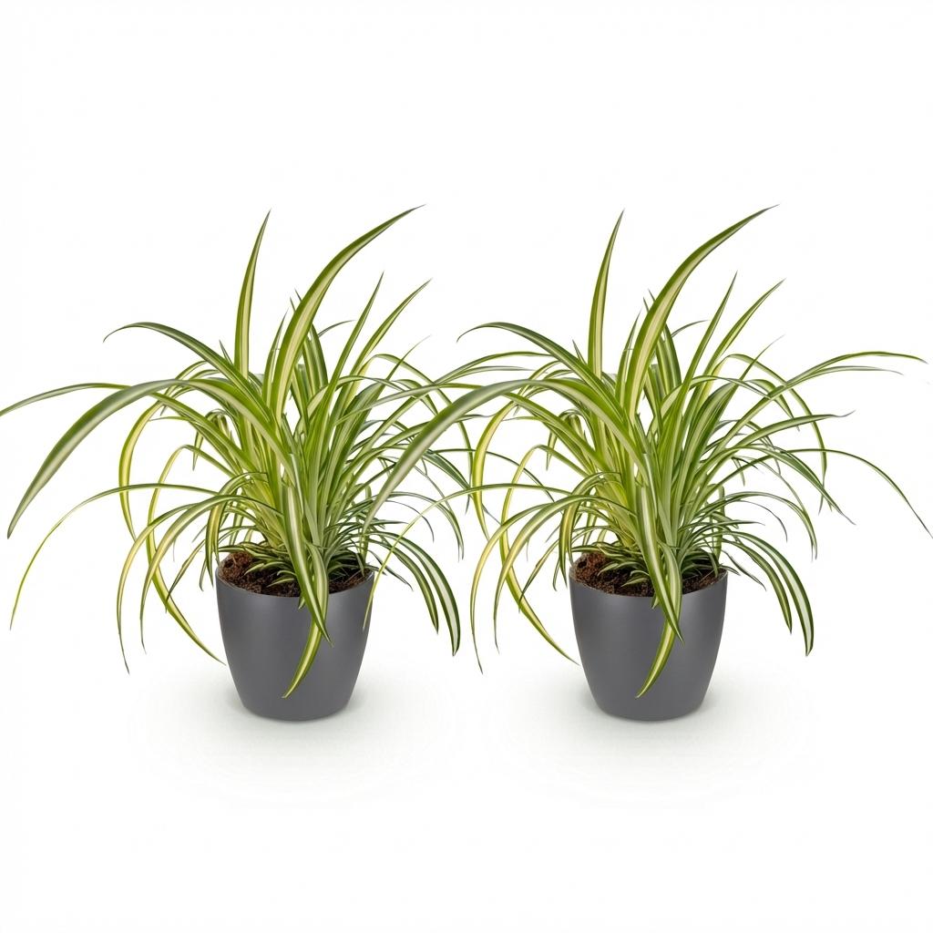 Green boutiQ - Kamerplant - Chlorophytum comosum Variegatum - Bonte Graslelie - Huisdiervriendelijke Plant - Groen - 2 Planten - met Potter Grijs - Pot 12cm - Hoogte 20cm