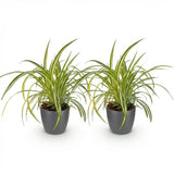 Green boutiQ - Kamerplant - Chlorophytum comosum Variegatum - Bonte Graslelie - Huisdiervriendelijke Plant - Groen - 2 Planten - met Potter Grijs - Pot 12cm - Hoogte 20cm