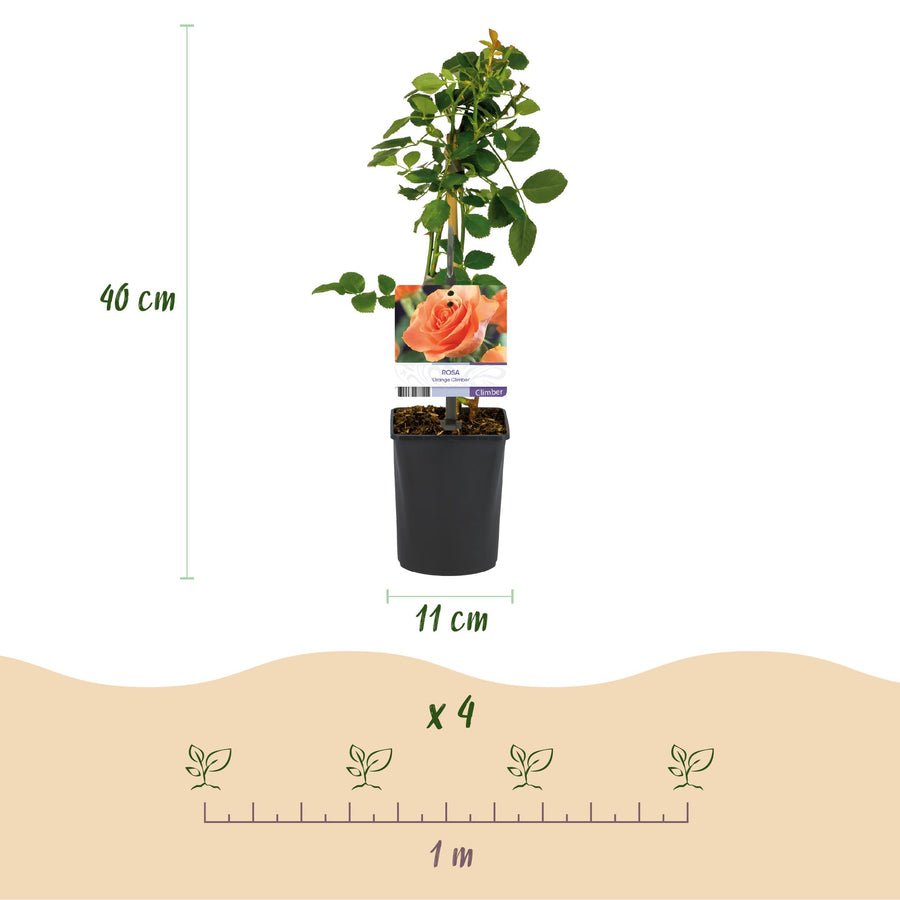 Rosa Orange Climber – 2 planten · 40 cm hoog (foto 3)
