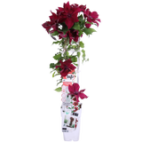 Clematis Nubia - Clematis Evison Rood - Ø15cm - ↕65cm - Ø15 - ↨65cm