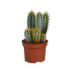 Pilosocereus azureus - - - 12cm