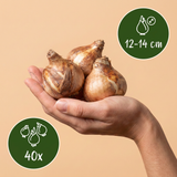 40x Narcissus Golden Ducat - Gevulde gele narcis - Geel - Voorjaarsbloeier - Bolmaat 12/14