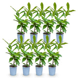 Green boutiQ - 8x Prunus laur. Novita - Laurierkers - Haagplanten - Groenblijvend - Groen - Pot 9cm - Hoogte 25-35cm