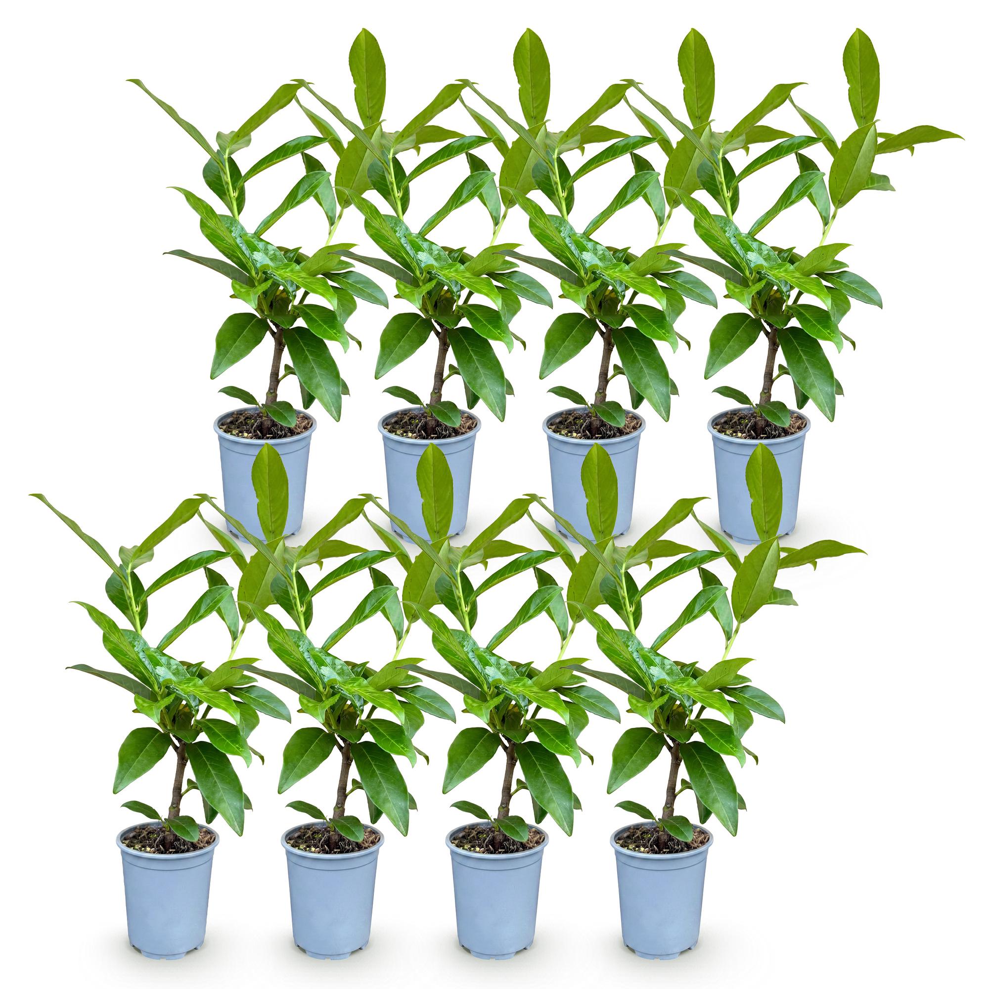 Green boutiQ - 8x Prunus laur. Novita - Laurierkers - Haagplanten - Groenblijvend - Groen - Pot 9cm - Hoogte 25-35cm
