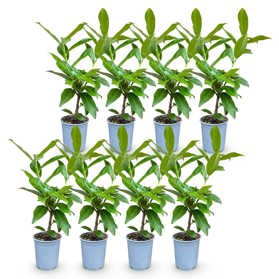 Prunus laur. Novita — Laurierkershaag, 8 stuks, 25-35 cm