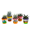 Gasteria/Haworthia mix 5,5cm - 5x - in Mexicaanse pot