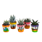 Gasteria/Haworthia mix 5,5cm - 5x - in Mexicaanse pot