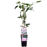 Clematis armandii Apple Blossom - Groenblijvende Clematis Lichtroze - Ø15cm - ↕65cm