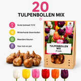 Tulpenbollen mix — 10 zakjes van 20 stuks (maat 11/12)