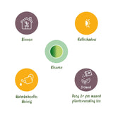 Green BoutiQ - Green is... Kamerplanten - Dracaena fragrans Golden Coast - Drakenbloedboom - Weinig onderhoud - Groen - 2 Planten - Pot 17cm - Hoogte 50-55cm