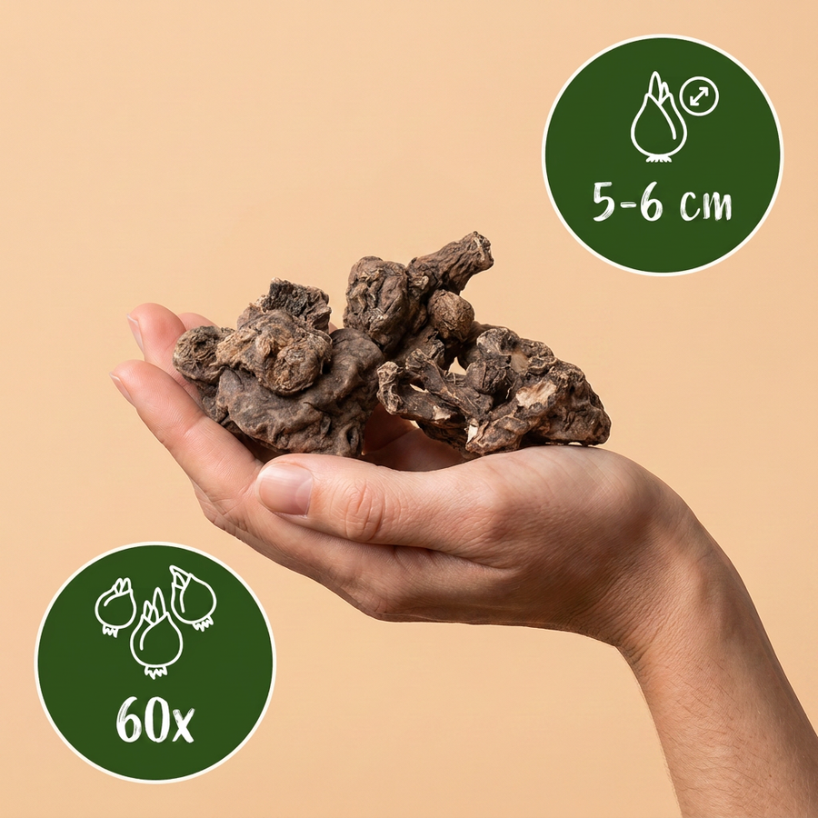 Anemoonbollen de Caen Mix — gemengde kleuren, 60 stuks (bolmaat 5/6)