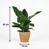 Green boutiQ - Kamerplant - Philodendron - Philodendron Imperial Green - Groen - Weinig onderhoud - 1 Plant - met Mand - Pot 19cm - Hoogte 65cm