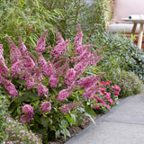 Green boutiQ - Tuinplant - Buddleja davidii Butterfly Candy Little Pink - Vlinderstruik - Compact - Roze - 3 Planten - Pot 12cm - Hoogte 20-25cm
