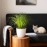 Green boutiQ - Kamerplant - Cyperus alternifolius Zumula - Kattengras - Huisdiervriendelijke Plant - Groen - 1 Plant - met Potter Wit - Pot 12cm - Hoogte 20cm