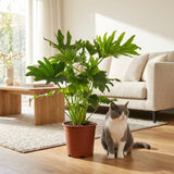 Green boutiQ - Kamerplant - Philodendron - Philodendron Lickety split - Groen - Weinig onderhoud - 1 Plant - Pot 19cm - Hoogte 70cm
