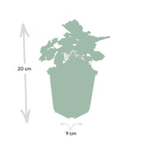 48x Heuchera mic. 'Palace Purple' - ↕10-25cm - Ø9cm