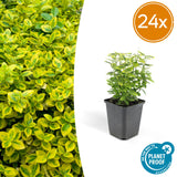 24x Euonymus fort. 'Emerald 'n Gold’ - ↕10-25cm - Ø9cm