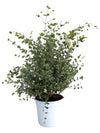 Eucalyptus Gunnii - Ø21cm - ↕60cm