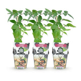 Green boutiQ - Fruitplanten - Doornloze Braam - Rubus Thornfree - Winterhard - 3 Planten - Pot 9 cm - Zwarte Braam