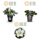 Green boutiQ - Tuinplant - Kerstroos - Helleborus Christmas Carol- Witte Bloem - 4 Planten - Groenblijvend - Pot 10,5cm Hoogte 25cm