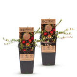 Green boutiQ - Fruitplant - Vaccinium mac. Early Black - Cranberry - Winterhard - Blauwe Bes - 2 Planten - Pot 15cm - Hoogte 50cm