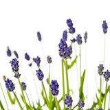 Lavandula Angustifolia Ø19cm - ↕40 - 50cm